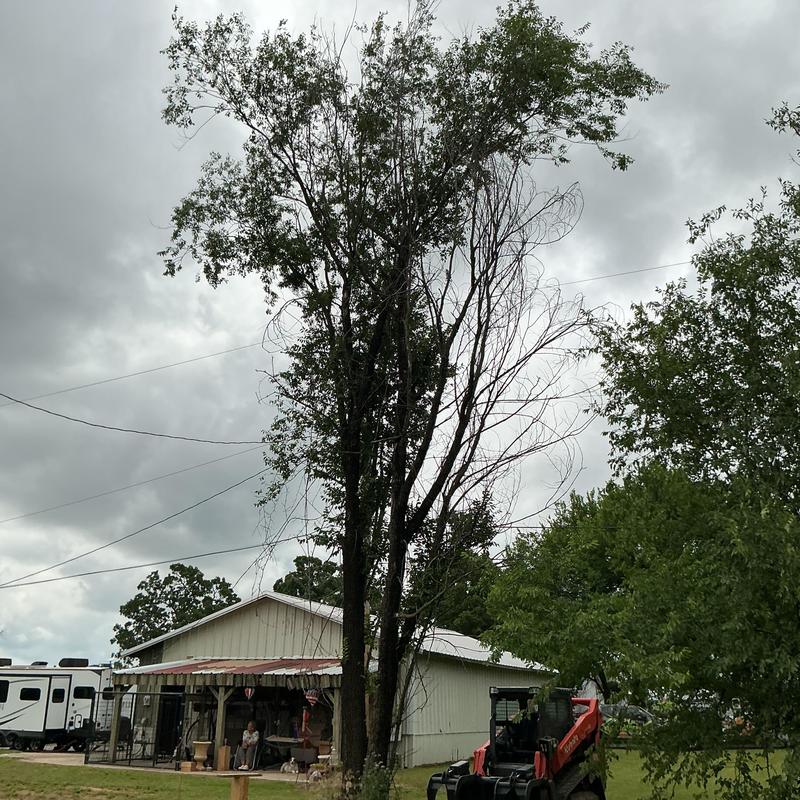 Hazardous tree near power lines before removal Hazardous tree near power lines before removal