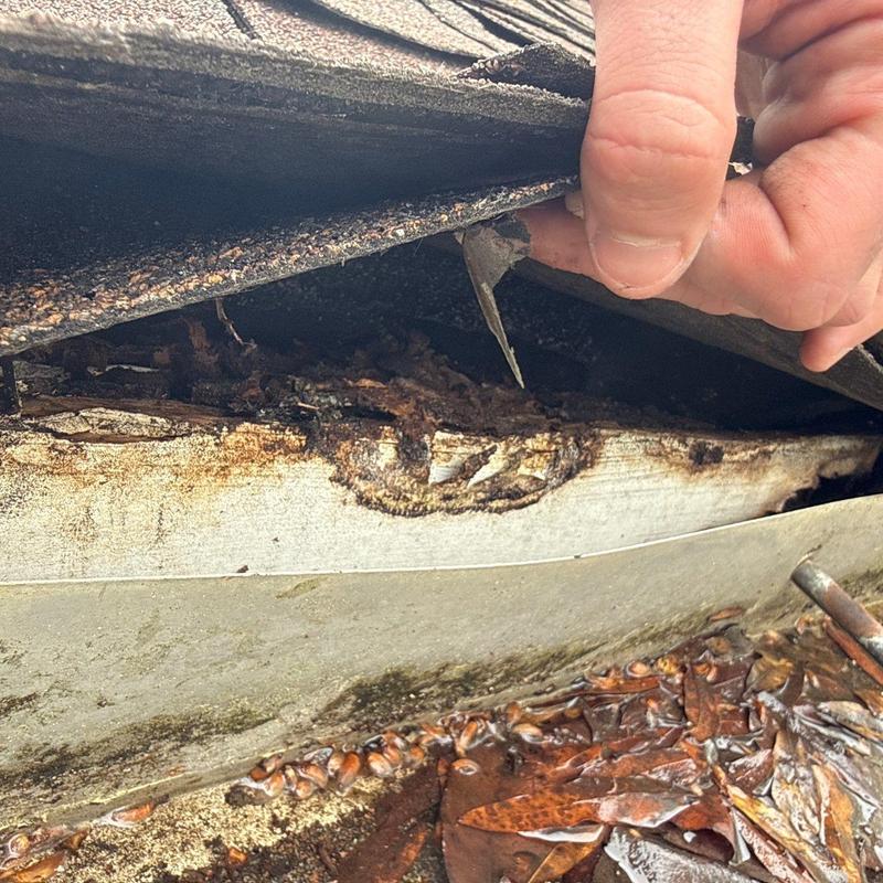 Roof edge wood rot under shingles with moisture damage Roof edge wood rot under shingles with moisture damage