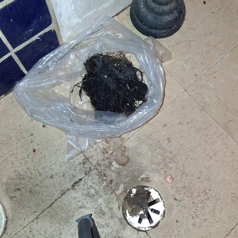 Main drain clogged roots pulled by plumber in bag