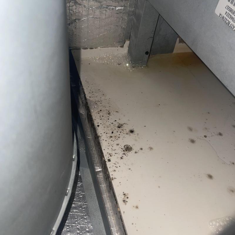 Air handler mold growth on drip pan cleaning Air handler mold growth on drip pan cleaning