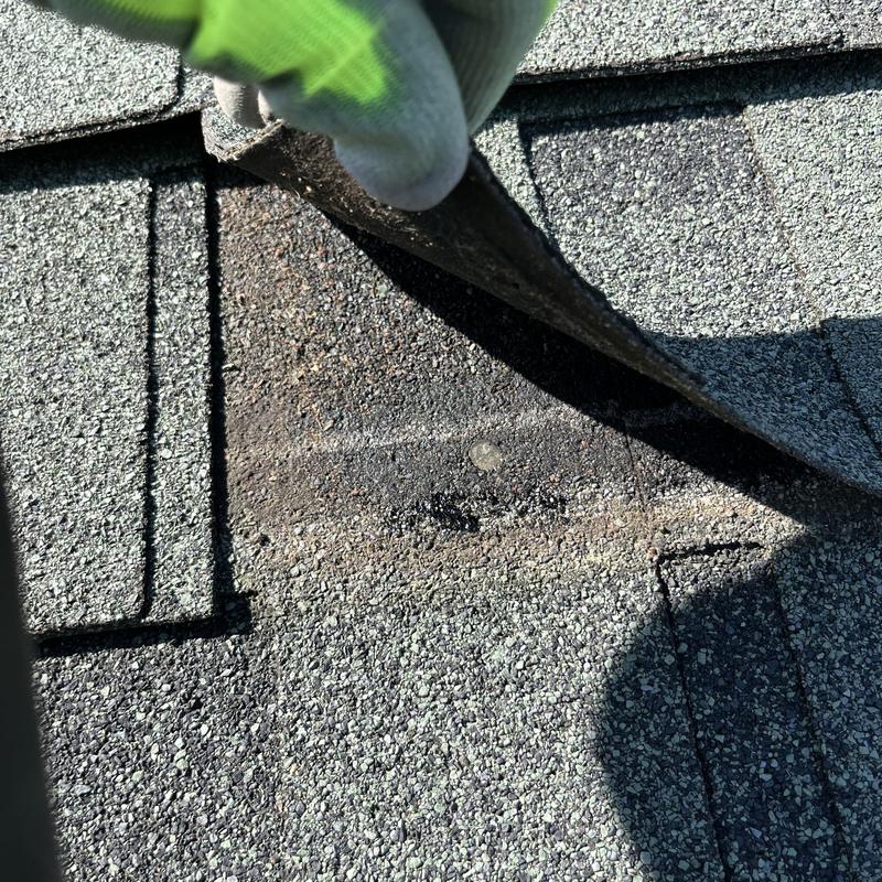 Asphalt shingle lifted to inspect roof damage