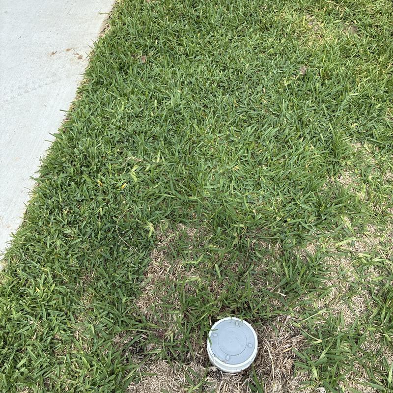 Front cleanout drain cap on lawn near sidewalk Front cleanout drain cap on lawn near sidewalk
