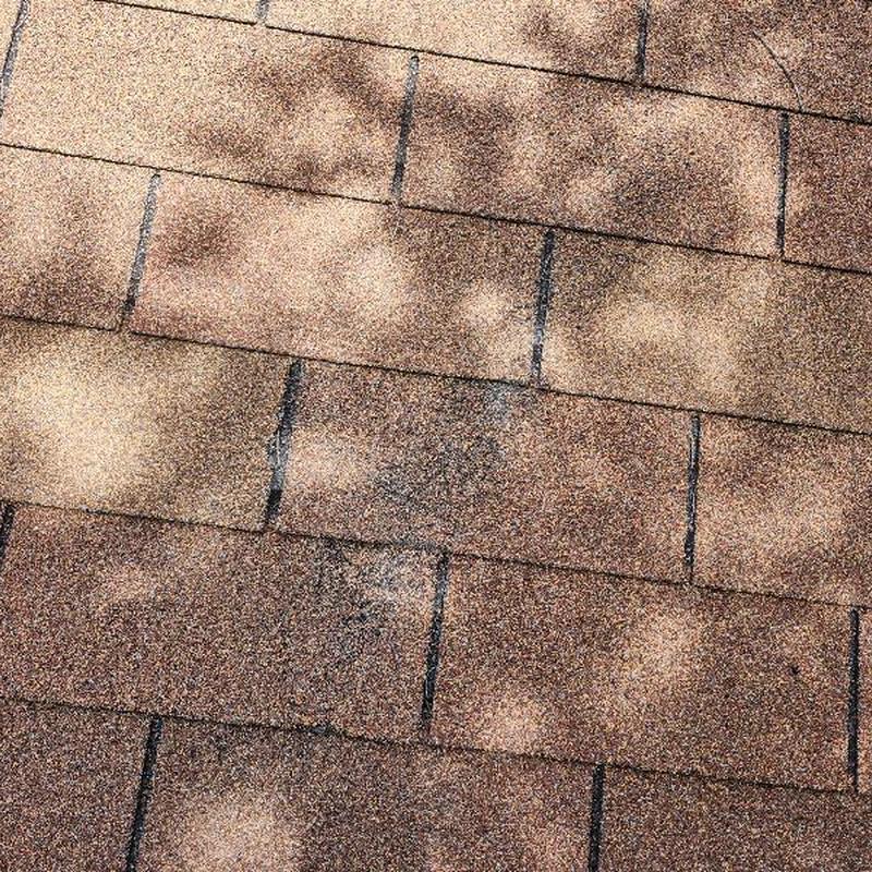 Golden Cedar 3-tab shingles with tree rub damage Golden Cedar 3-tab shingles with tree rub damage