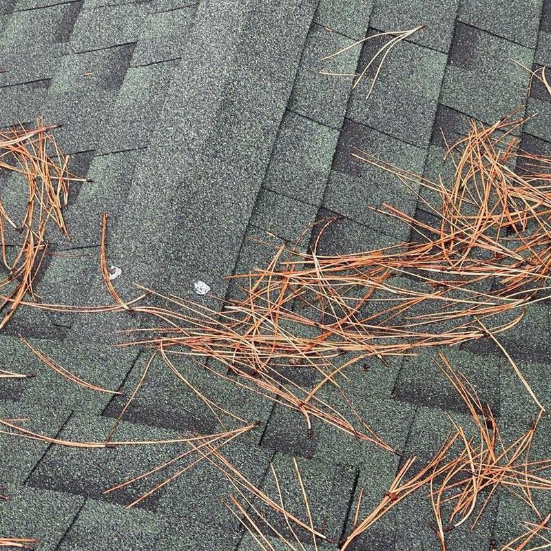 Asphalt shingle roof with pine needle debris