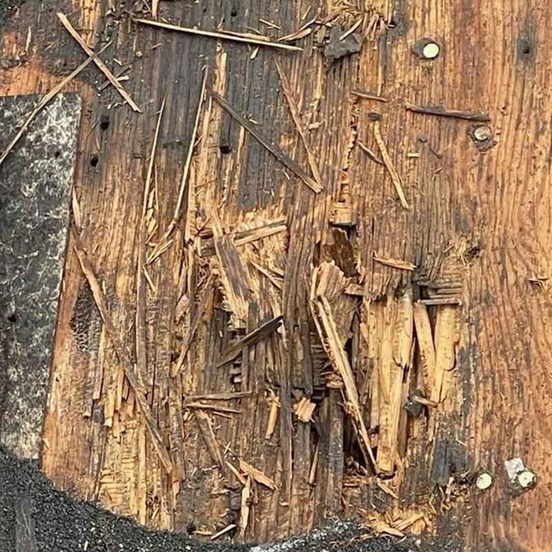 Dry rot damage on roof decking wood close-up
