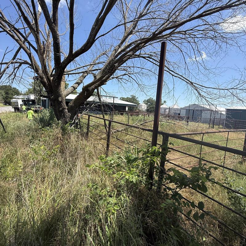 Dead tree near barn and fence in rural property Dead tree near barn and fence in rural property