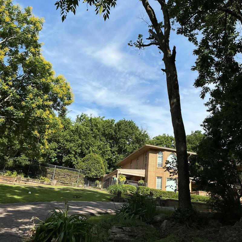 Tree removal near residential brick home Tree removal near residential brick home