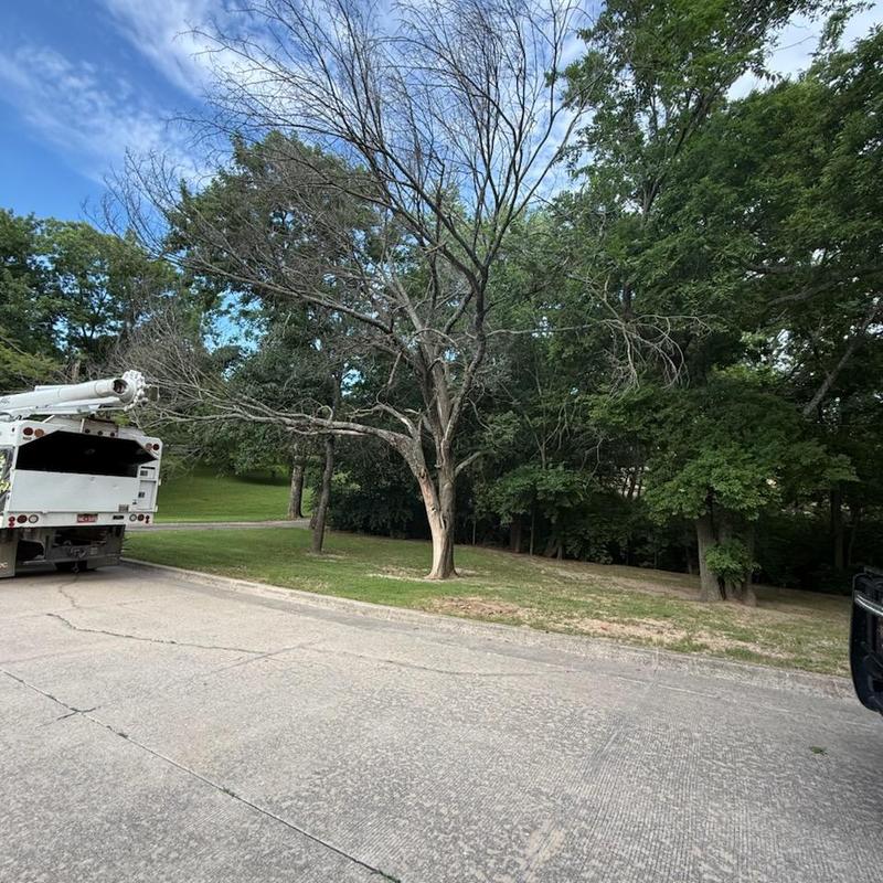 Dead tree trimming with bucket truck in residential area Dead tree trimming with bucket truck in residential area