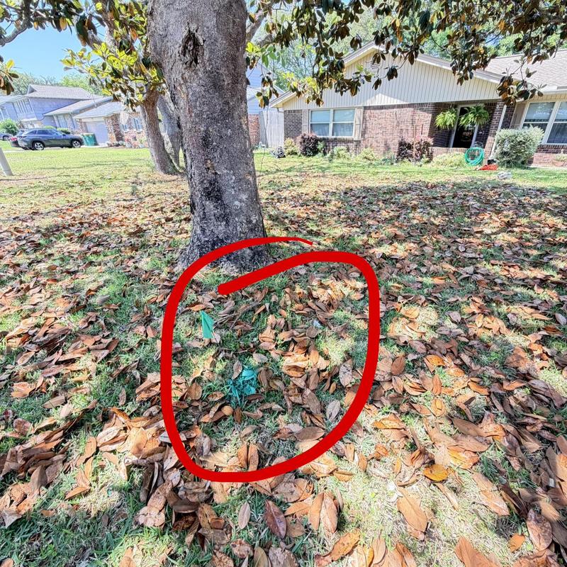 Exterior sewer cleanout near tree with root intrusion