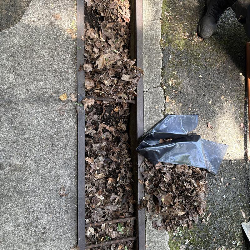 Driveway catch basin filled with leaves before cleaning Driveway catch basin filled with leaves before cleaning