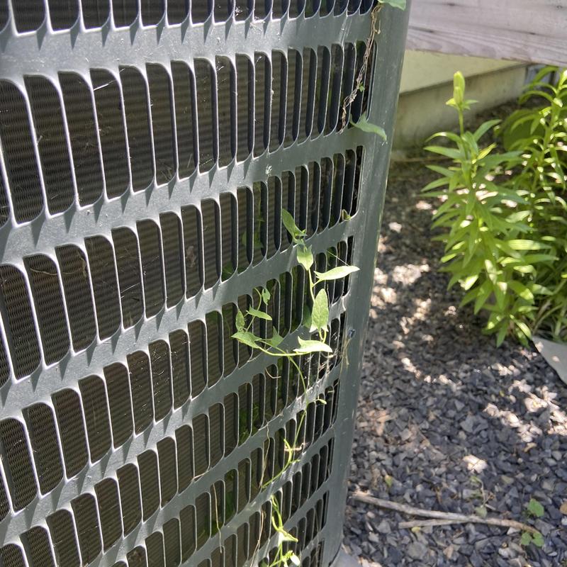 HVAC condenser unit with vine obstruction outdoors HVAC condenser unit with vine obstruction outdoors