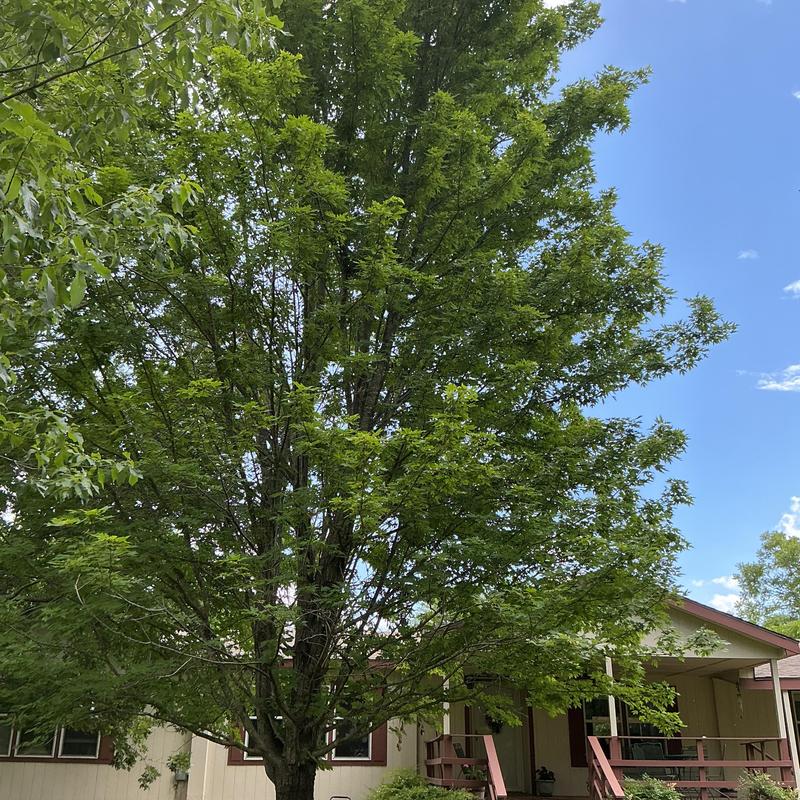 Large tree and branches trimmed around house roof Large tree and branches trimmed around house roof