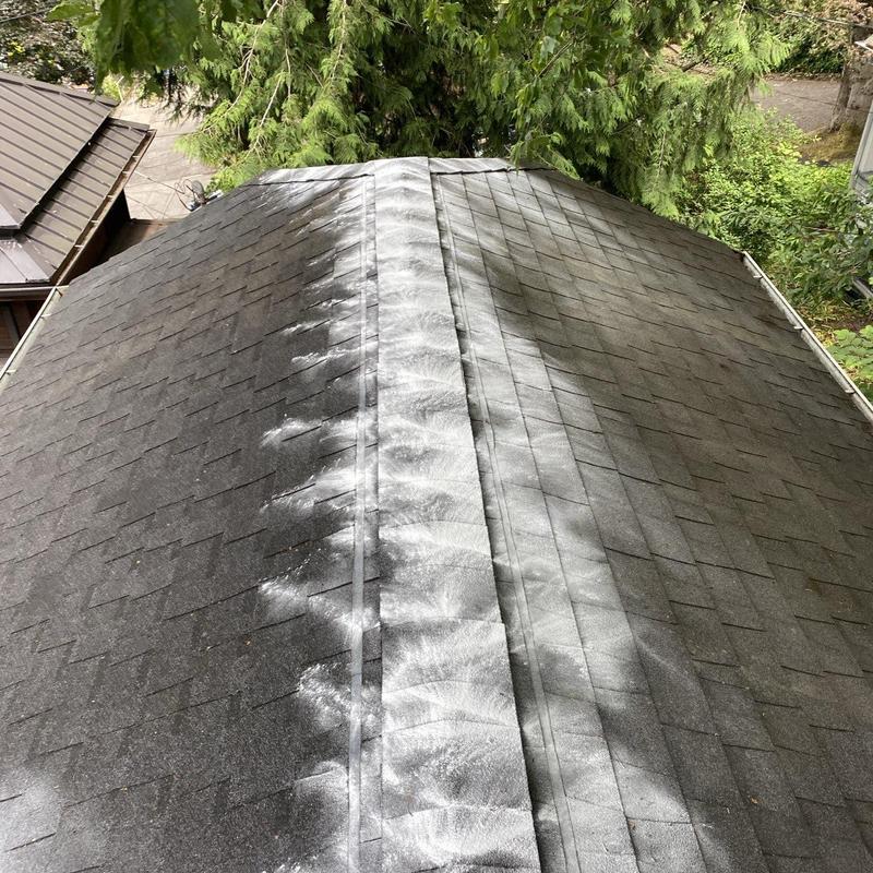 Roof moss treatment underway on residential shingles