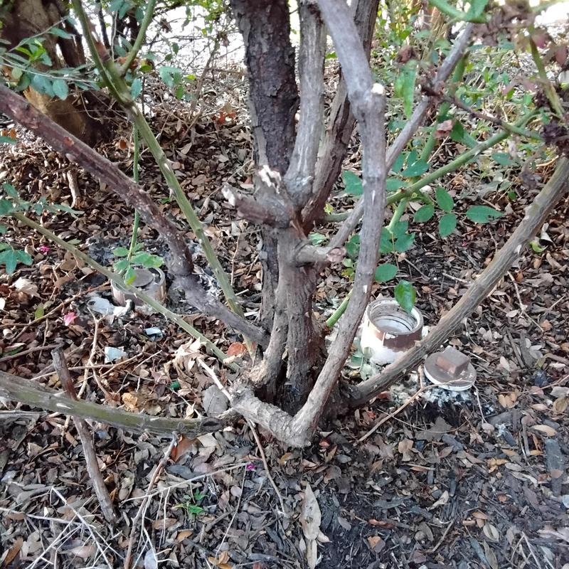 Main sewer line cleanout with tree roots in yard