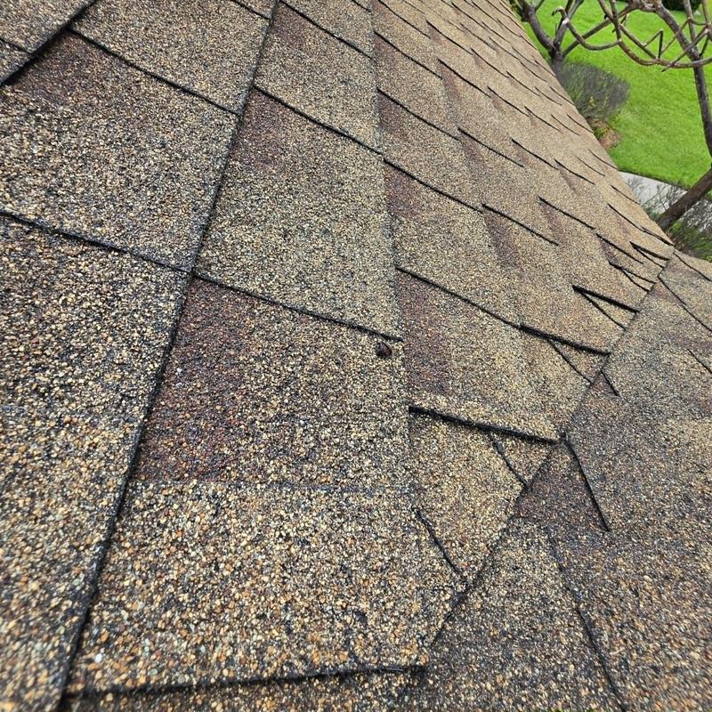 Asphalt shingle roof with damage and lifted shingles Asphalt shingle roof with damage and lifted shingles