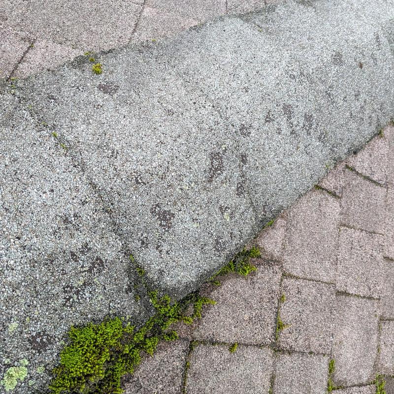 Asphalt roof shingles with moss growth and damage Asphalt roof shingles with moss growth and damage