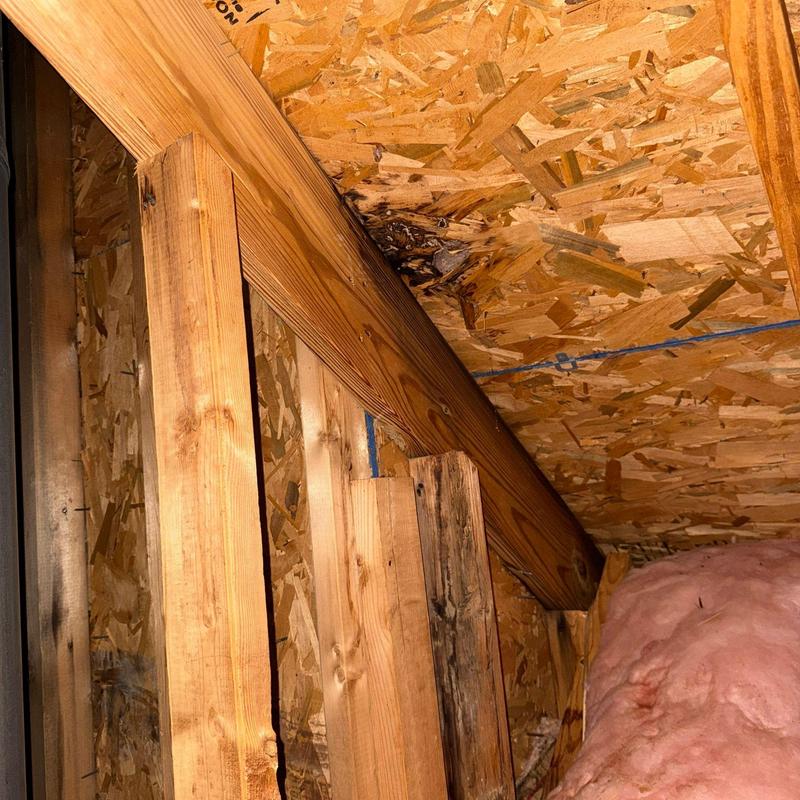 Roof sheathing with water damage and mold growth