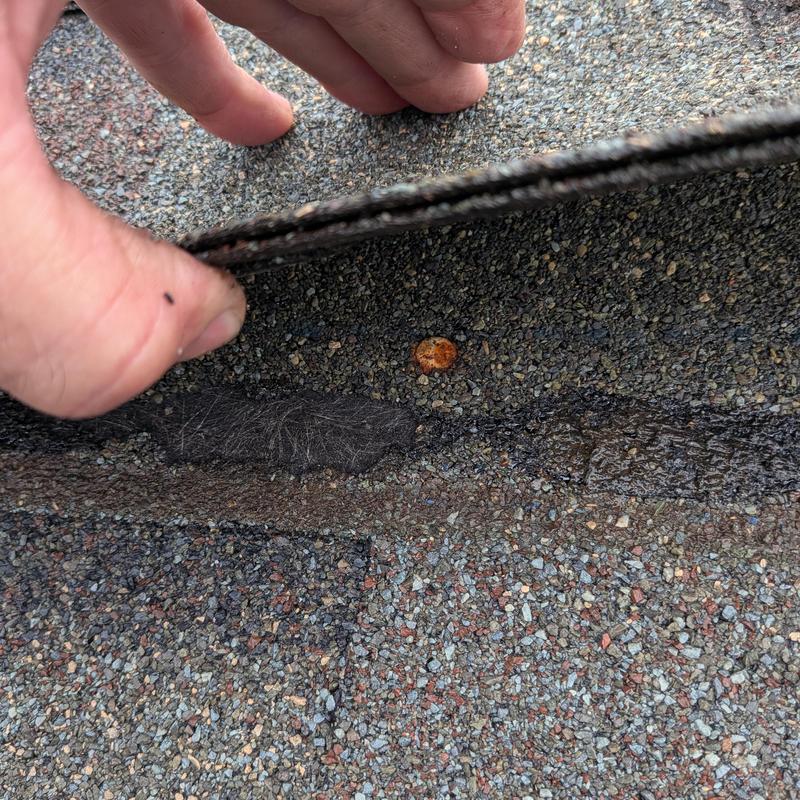 Asphalt roof shingle lifted showing nail rust leak risk Asphalt roof shingle lifted showing nail rust leak risk