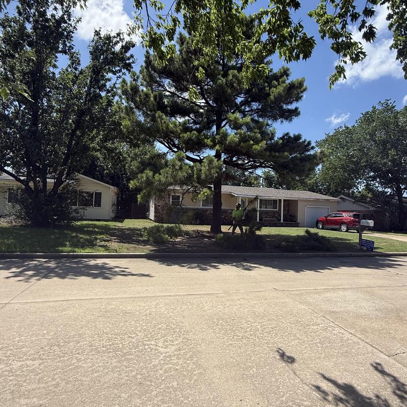 Pine tree removal near residential home Pine tree removal near residential home