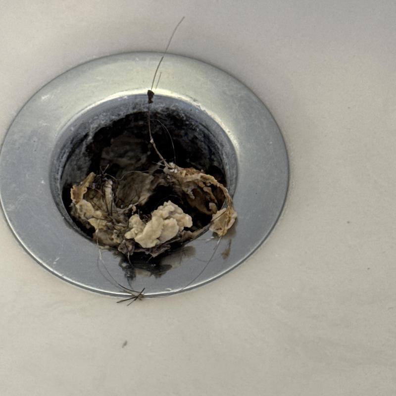 Lavatory sink drain clogged with hair and debris Lavatory sink drain clogged with hair and debris