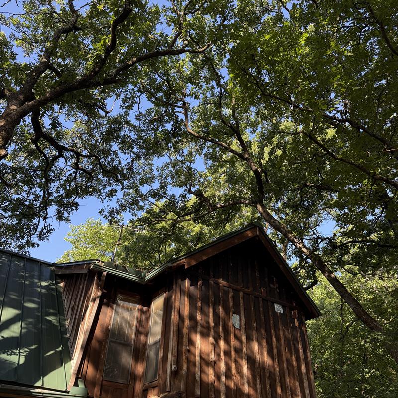 Mature tree limbs over wooden cabin roof trimming Mature tree limbs over wooden cabin roof trimming