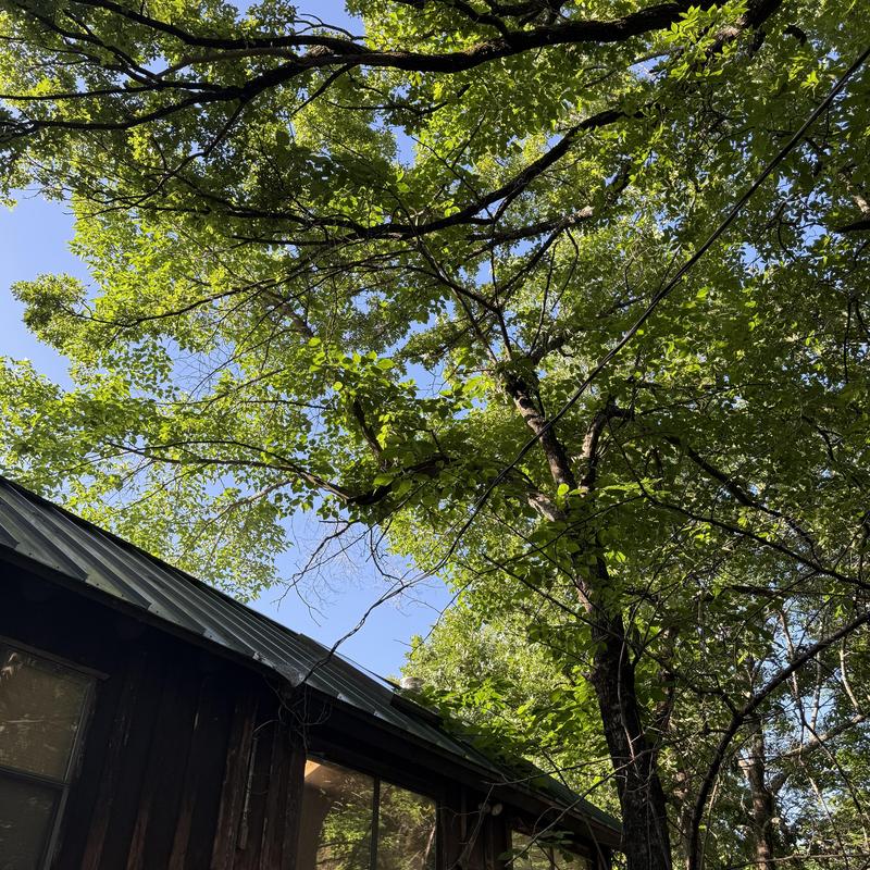 Mature tree branches overhanging house roof Mature tree branches overhanging house roof