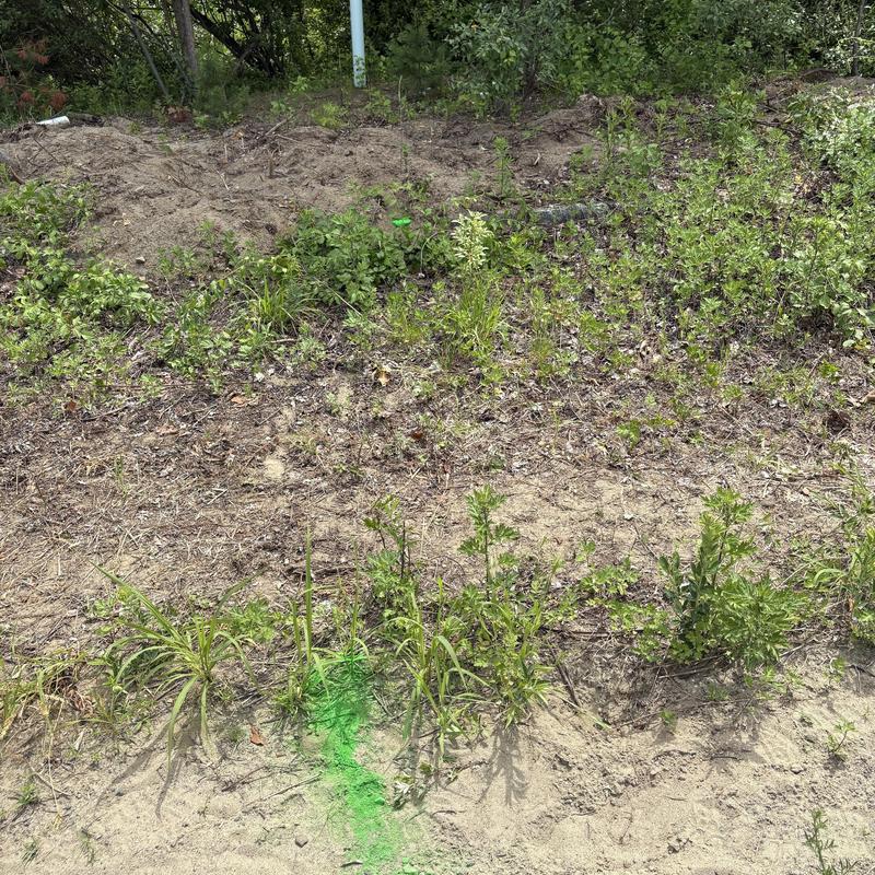 Sewer line marked with green spray paint in grassy soil Sewer line marked with green spray paint in grassy soil
