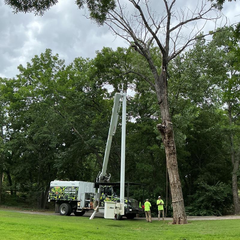 Dead cottonwood tree removal with rigging and bucket truck Dead cottonwood tree removal with rigging and bucket truck