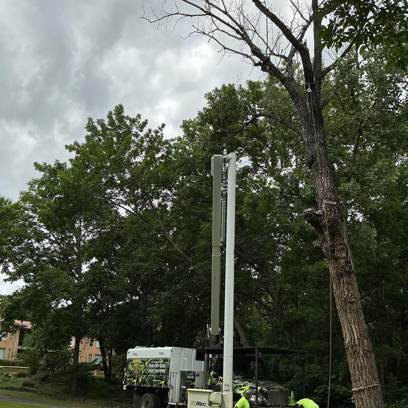 Dead cottonwood tree removal with bucket truck and rigging Dead cottonwood tree removal with bucket truck and rigging