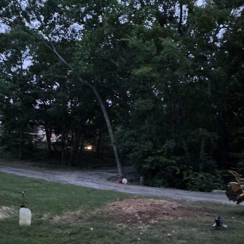 Cottonwood tree stump grinding and removal site Cottonwood tree stump grinding and removal site