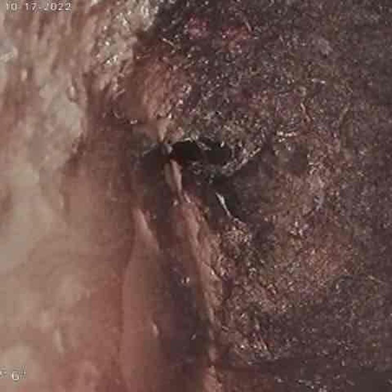 Mainline sewer pipe with root intrusion damage Mainline sewer pipe with root intrusion damage