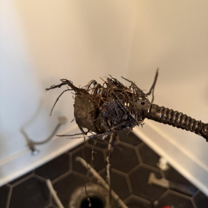 Toilet drain with removed tree roots on auger cable Toilet drain with removed tree roots on auger cable