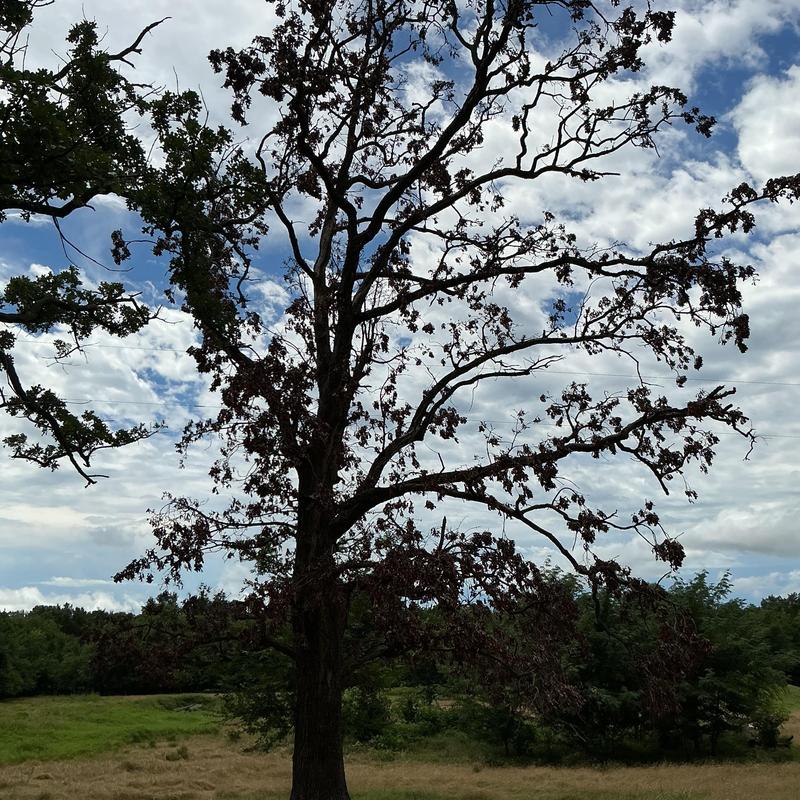 Oak tree with dead branches in open field Oak tree with dead branches in open field
