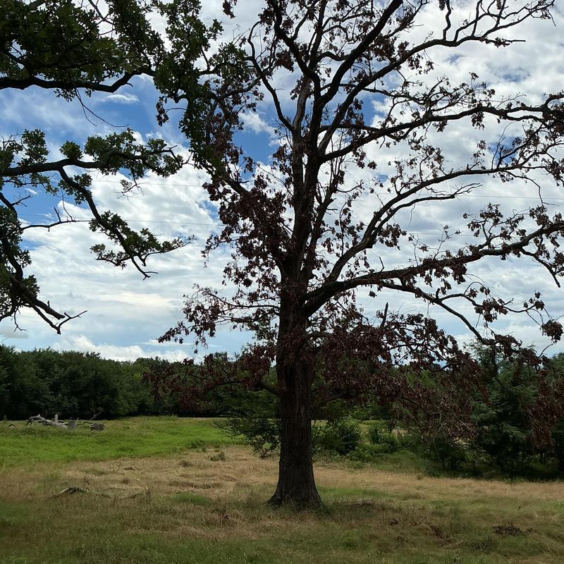 Large oak tree with dead branches in field Large oak tree with dead branches in field