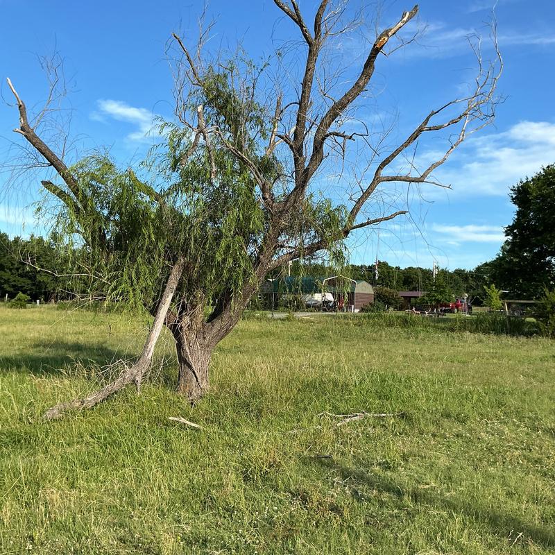 Dead willow tree with broken limbs in field Dead willow tree with broken limbs in field