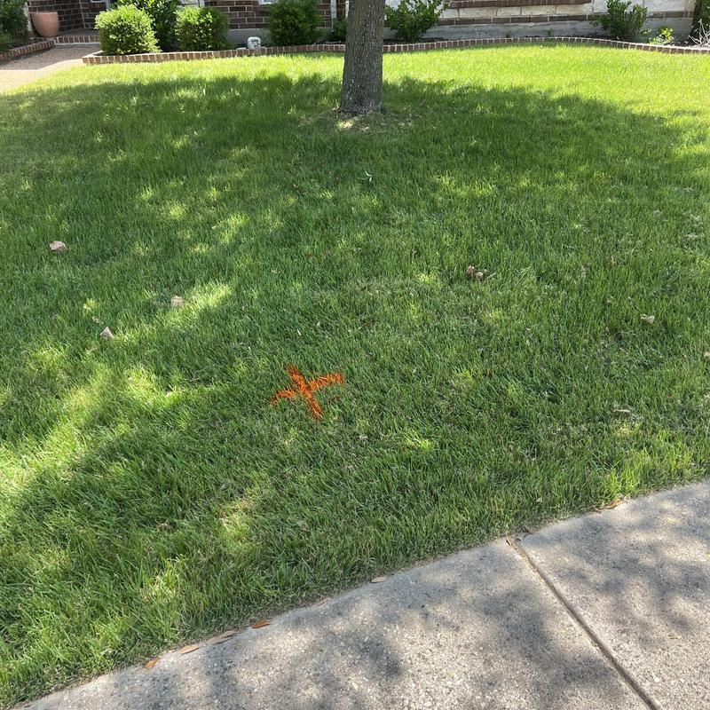 Sewer line break marked on yard grass near tree