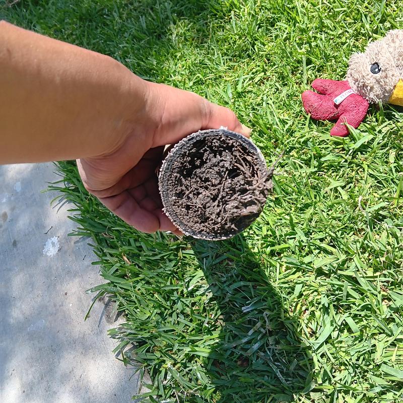 Clogged root-filled drainpipe section held outdoors