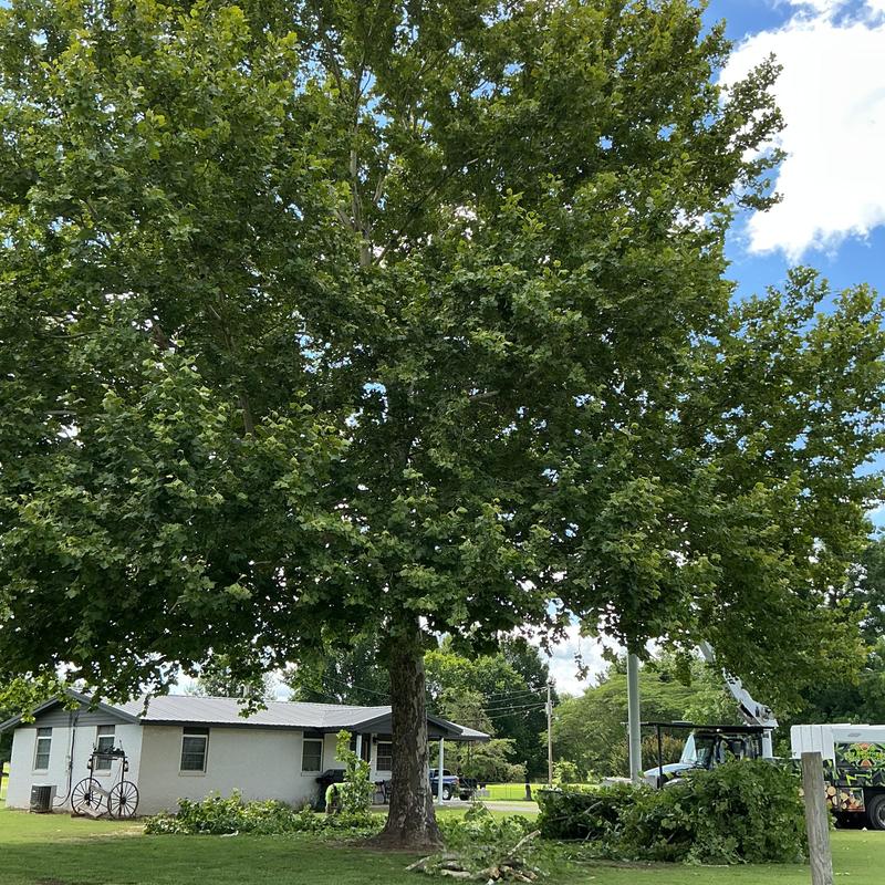 Sycamore tree dismantling with bucket truck and skid steer Sycamore tree dismantling with bucket truck and skid steer