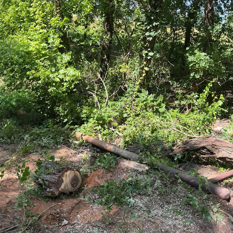 Large tree removal near overhead power lines in forest Large tree removal near overhead power lines in forest