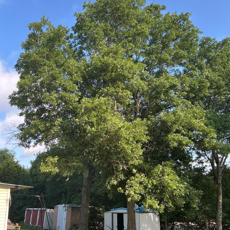 Hazardous tree above sheds before removal in Stuart, OK Hazardous tree above sheds before removal in Stuart, OK