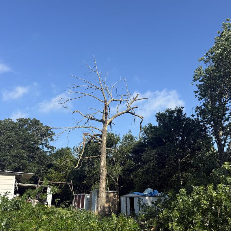 Dead hazardous tree over sheds before removal Dead hazardous tree over sheds before removal