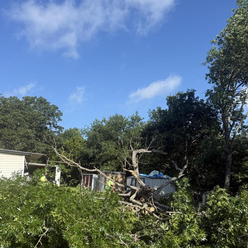 Hazardous tree removal over sheds in Spaulding Hazardous tree removal over sheds in Spaulding