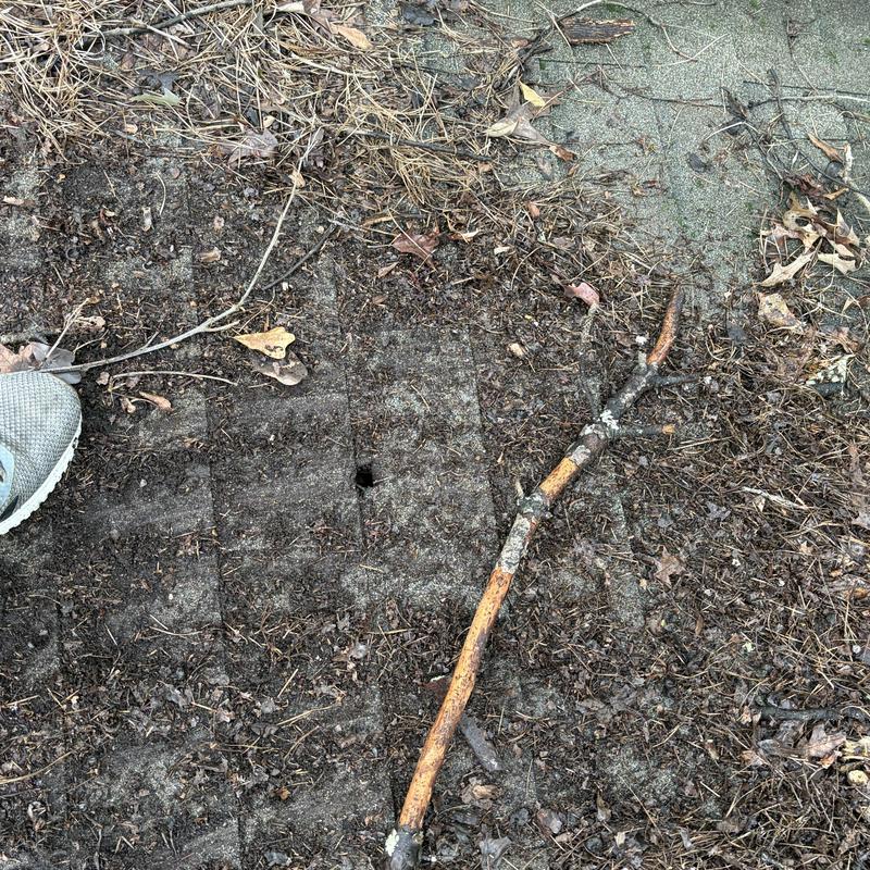 Roof shingle with debris and small branch on it