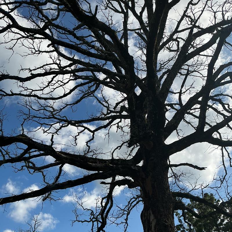 Dead oak tree with bare branches against sky Dead oak tree with bare branches against sky
