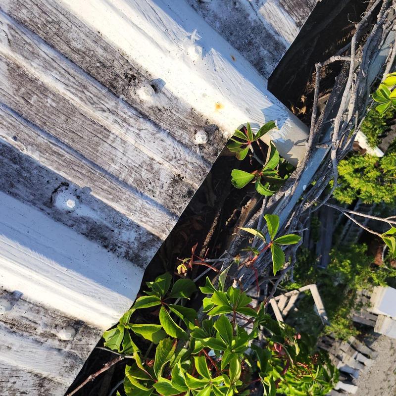 Metal roof panel with corrosion and vegetation growth Metal roof panel with corrosion and vegetation growth