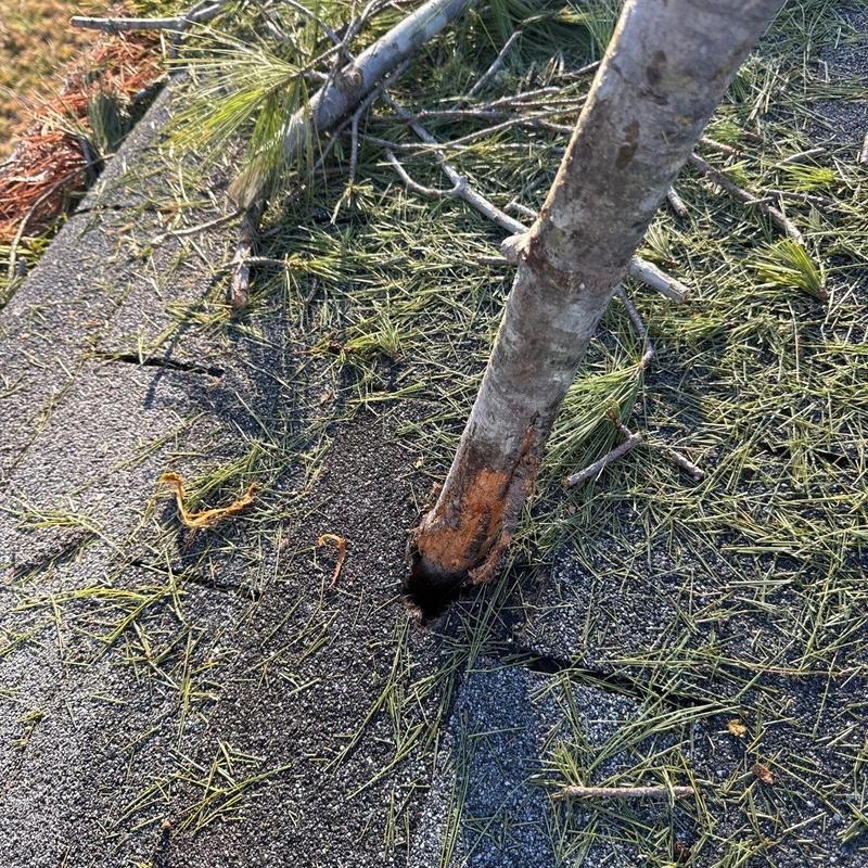 Shingles with hail damage and tree debris on roof