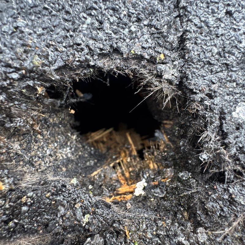 Asphalt shingle roof hole showing underlying wood damage