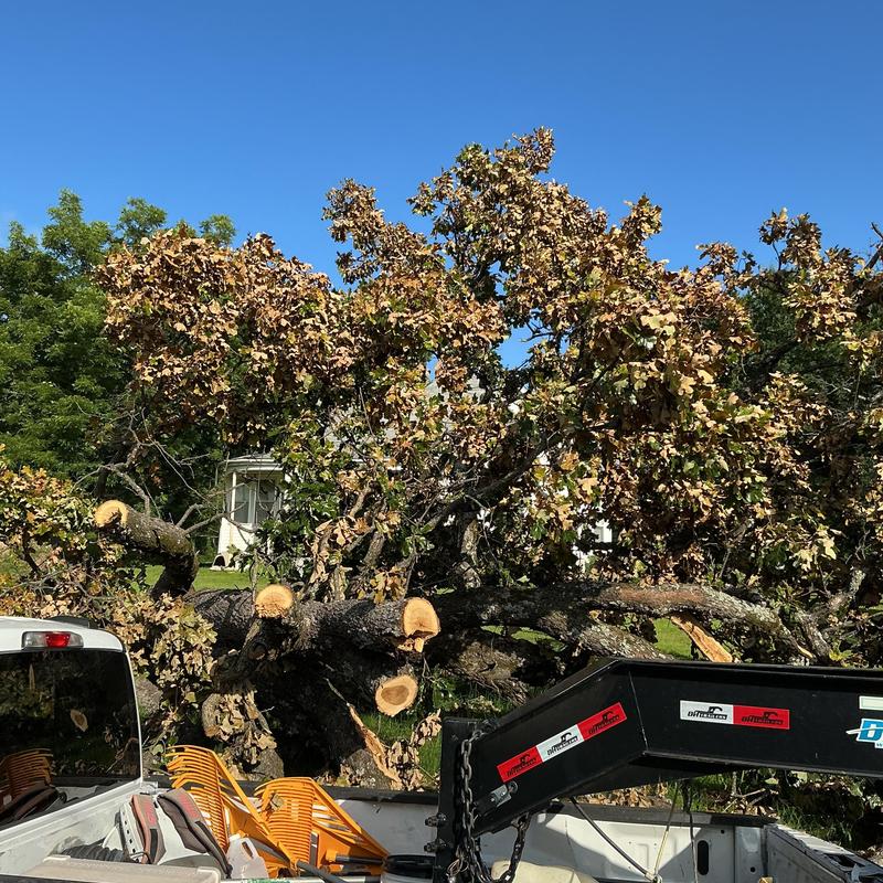 Storm-damaged tree with cut branches loaded on truck Storm-damaged tree with cut branches loaded on truck