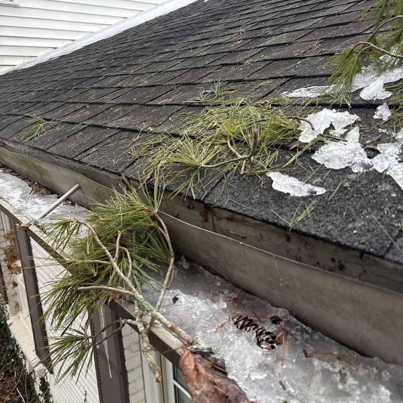 Asphalt shingle roof with ice and pine debris