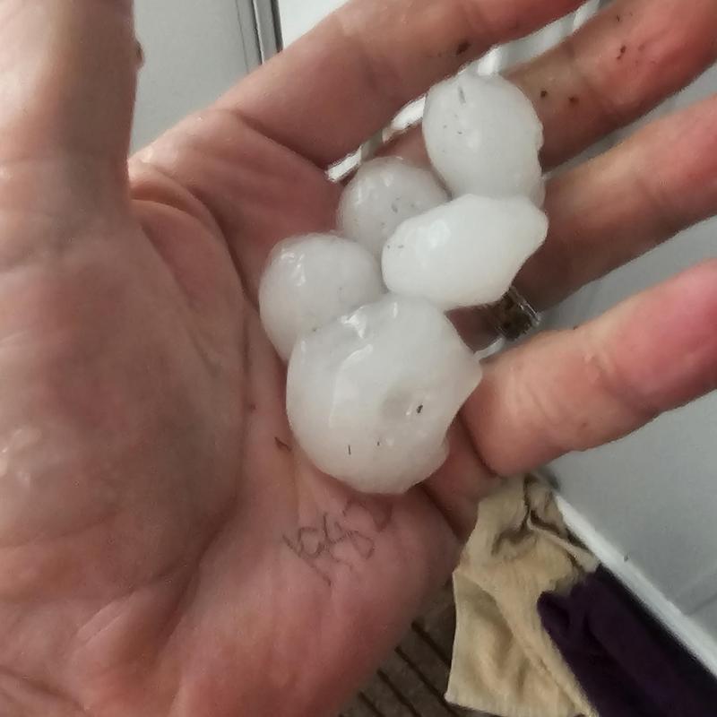 Hailstones in hand showing hail damage potential